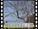 能古島・アイランドパーク「森と木と菜の花畑」