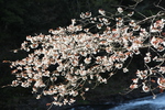 満開の山桜の枝と滝