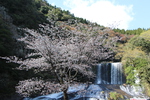 満開の桜の木と「龍門の滝」