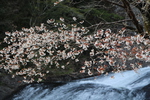 山桜と龍門の滝