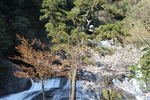 春の木々と「龍門の滝」