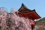 春の京都・清水寺「仁王門と枝垂れ桜」