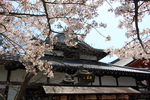 瓦屋根と桜