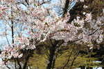 清水寺「本堂そばの桜」