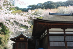 春の京都・清水寺「釈迦堂と地蔵尊」