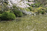 春の京都・清水寺「桜と放生池」