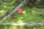 木洩れ日の苔と椿の花片