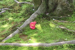 木洩れ日の苔と椿の花片