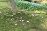 春の京都・銀閣寺「苔の庭と落花」