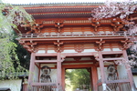 春の醍醐寺「仁王門」
