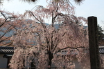 春の醍醐寺「枝垂桜」