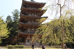 新緑と「醍醐寺の五重塔」