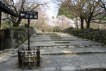 春の湖東・西明寺「参道と桜」