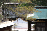 春の湖東・西明寺「山門」