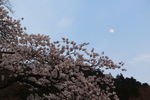 満開の桜と夕月