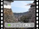春の彦根城「鐘の丸広場と周辺の石垣」