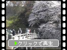 春の彦根城「大手門橋と内堀」