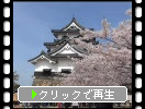 春の彦根城「天守閣と本丸」