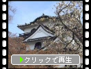 春の彦根城「天守閣の近景」