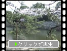 春の彦根城「桜と松の中堀と動物たち」