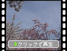 春の彦根城「西の丸の桜」