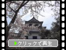 春の彦根城「西の丸から見た天守閣と満開の桜」