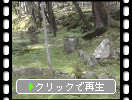 春の湖東・西明寺「蓬莱庭の岩と苔」