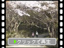 春の湖東・西明寺「桜の参道」