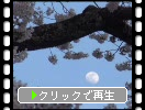 春の「満開の桜と夕月」