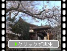 春の湖東・百済寺「門と桜」