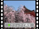 春の京都・清水寺「色々な桜花」