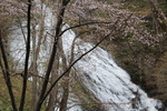 春の奥日光「湯滝と山桜」