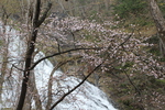 春の奥日光「山桜と湯滝」