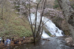 春の奥日光「湯滝と山桜」