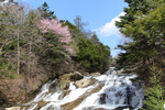 春の「竜頭ノ滝と岩床」