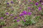 紫色の野草群生