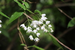 春の白い木花