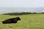 春の高原で憩う牛