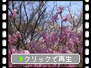 京都・天龍寺庭園「三つ葉つつじ」