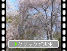 京都・天龍寺百花苑「枝垂れ桜」