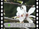 春の耶馬溪・渓石園「シデコブシと他の木花たち」