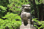 初夏の北口本宮富士浅間神社「狛犬」