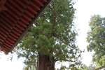 初夏の北口本宮富士浅間神社