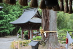 初夏の北口本宮富士浅間神社「太郎杉と手水舎」