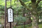 初夏の北口本宮富士浅間神社「七色もみじ」の木