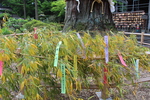 初夏の北口本宮富士浅間神社「太郎杉」と願い