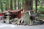 初夏の北口本宮富士浅間神社「諏訪神社の大杉」