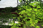 神社の緑葉