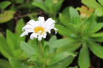 九十九島周辺の白い草花