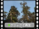 屋久島の森と虹と空の変化